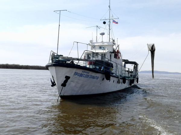 В 2022 г. лососевые исследования сотрудники Хабаровского филиала ФГБНУ «ВНИРО» традиционно начинали с работ по учету покатной миграции молоди тихоокеанских лососей.